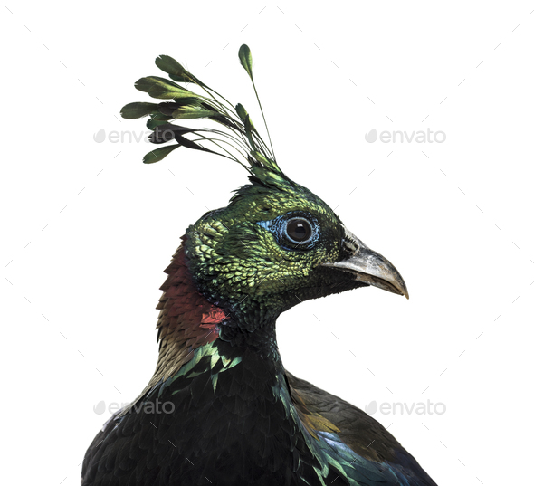 Impeyan pheasant or Himalayan monal - Stock Photo - Images