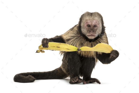Golden-Bellied Capuchin, Sapajus xanthosternos - Stock Photo - Images
