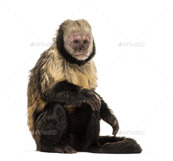 Golden-Bellied Capuchin, Sapajus xanthosternos - Stock Photo - Images