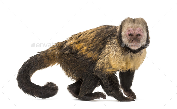 Golden-Bellied Capuchin, Sapajus xanthosternos - Stock Photo - Images