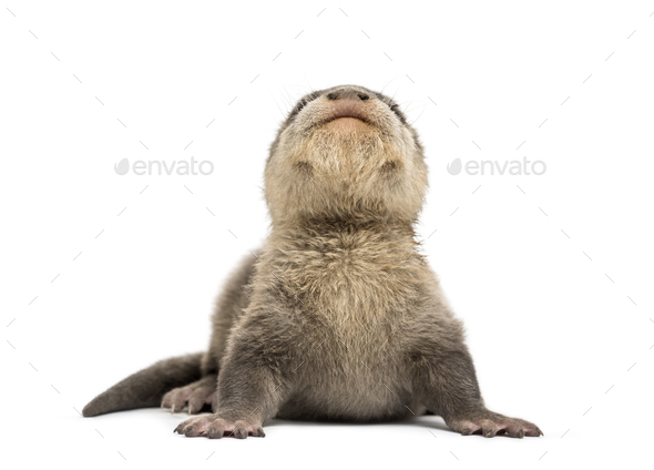 Baby Asian small-clawed otter - Stock Photo - Images