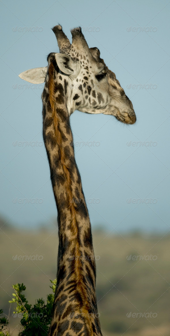 Close-up of giraffe, Serengeti National Park, Serengeti, Tanzania - Stock Photo - Images