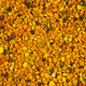 Background: bee gathered pollen granules - PhotoDune Item for Sale
