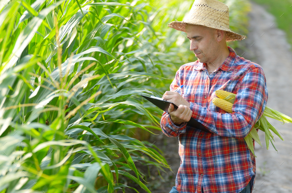Farmer in straw hat with clipboard inspecting corn at field some