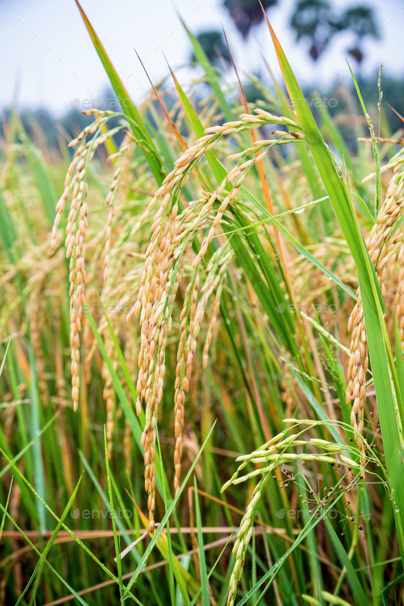 Close Up Ear Of Rice In Paddy Field Stock Photo By Yongkiet Photodune