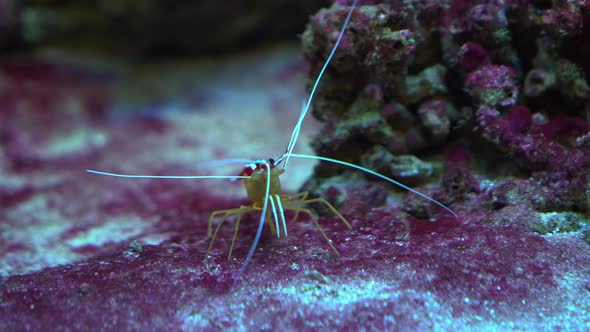 marine shrimp Lysmata amboinensis ,Cleaner Shrimp