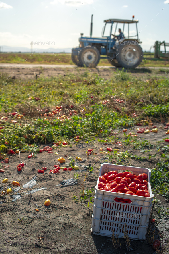 Picking tomatoes manually in crates. Tomato farm. Tomato variety - Stock Photo - Images