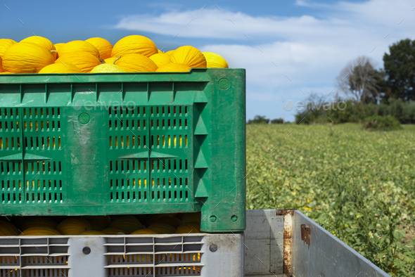 Canary melons in crate loaded on truck from the farm. - Stock Photo - Images