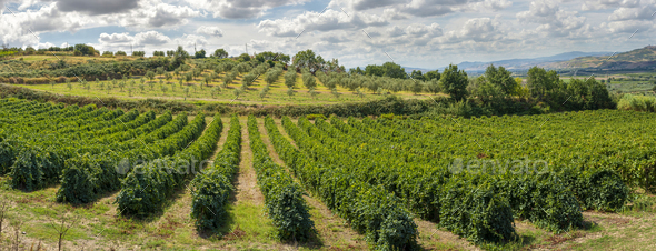 Vineyards in rows. High views from drone. Sunset backlight. - Stock Photo - Images