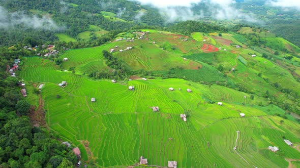 Aerial view of agriculture in rice fields for cultivation alt