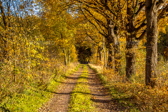 Rural autumn lane