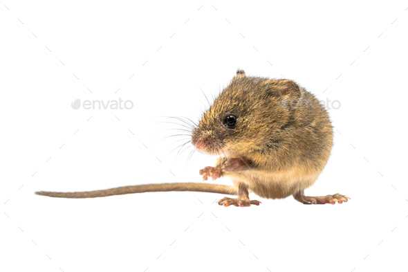 Cute harvest mouse isolated on white background - Stock Photo - Images