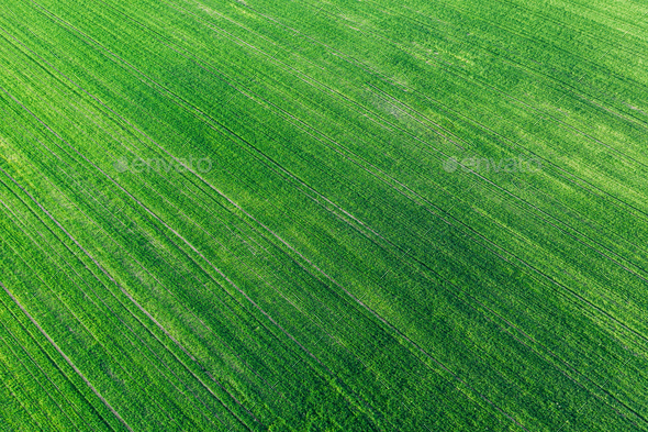 Aerial View Green Spring Field Landscape With Trails Lines. Flat