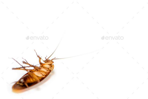 Close up cockroach dead on white background - Stock Photo - Images