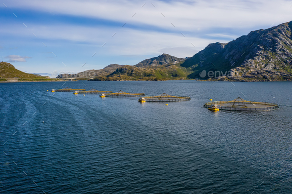Farm salmon fishing in Norway - Stock Photo - Images