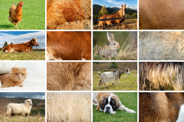 Collection of eight animals and their true skin textures Stock Photo by  byrdyak