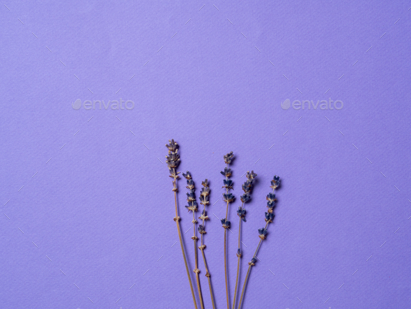 violet lavender flowers on bright purple background Stock Photo by Fasci