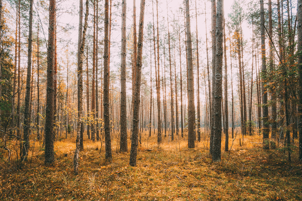 Wild autumn coniferous forest. Nature In Belarus, Berezinsky Bio - Stock Photo - Images