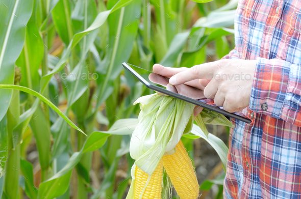 Farmer using tablet computer for inspecting maize corn field
