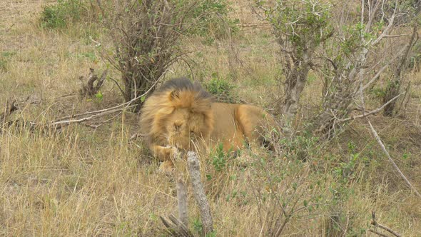 Maasai lion cleaning its front paw alt