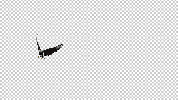 Caracara Hawk - 4K Flying Transition - 05