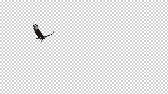 Caracara Hawk - 4K Flying Around - Transparent Loop