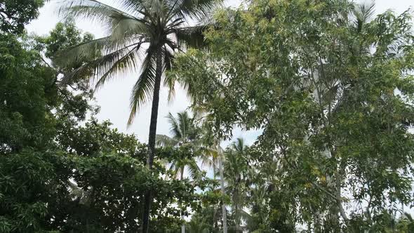 Driving Past African Villages By the Jungle Road with Palm Trees Zanzibar alt