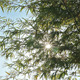 Sunshine And Bamboo III Sunshine And Bamboo III - VideoHive Item for Sale