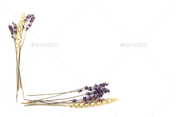 Violet Lavender Flowers and Rye Frame Background - Stock Photo - Images