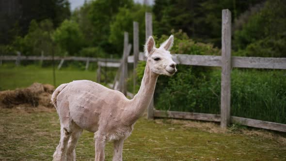 Recently sheared alpaca walking through an enclosure. Slow motion. alt