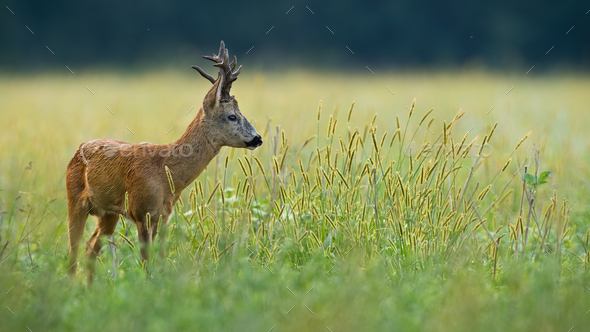 A roe deer that has spotted something in the middle of the meadow - Stock Photo - Images