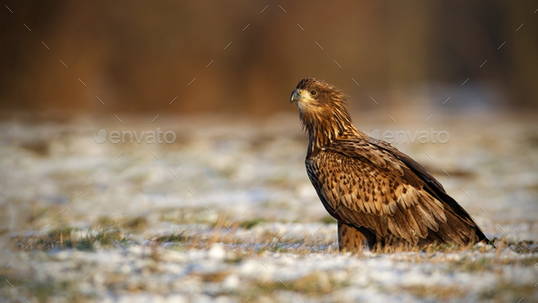 Juvenile white-tailed eagle, haliaeetus albicilla, in winter sitting on a snow - Stock Photo - Images
