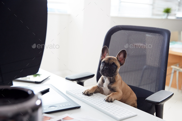 Humorous Shot Of French Bulldog Puppy Sitting In Chair At Desk