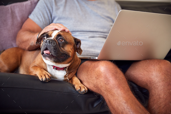 Bulldog Puppy Sitting With Owner On Sofa Whilst He Works On Laptop