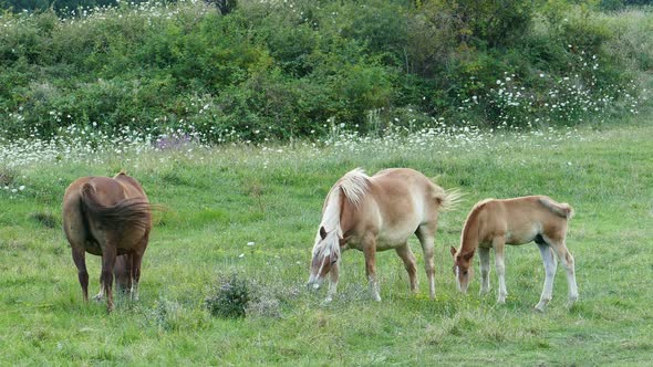Family of Horses alt