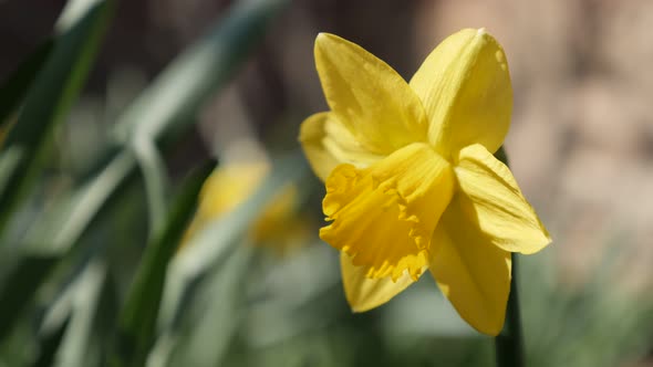 First  sign of spring plant Pseudonarcissus shallow DOF 4K 2160p 30fps UltraHD footage - Close-up fl alt