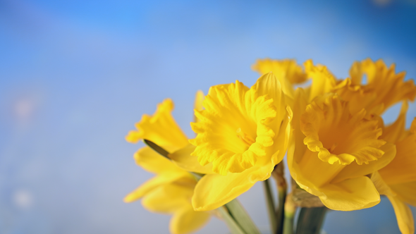 Beautiful Yellow Daffodil Flowers