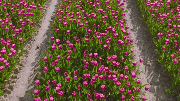 Rows Pink Tulips in northern Holland alt