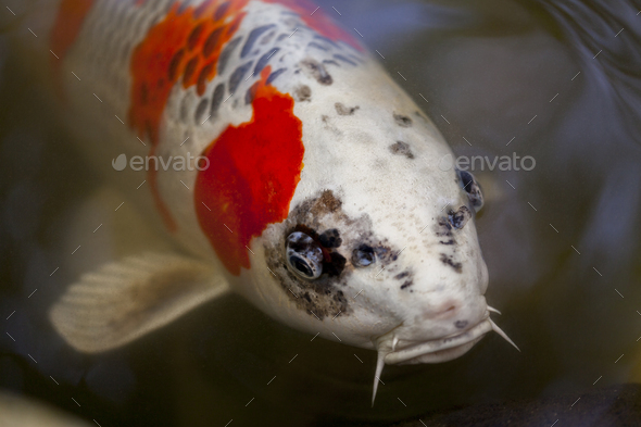 Exotic koi sale