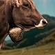 Cow Bells