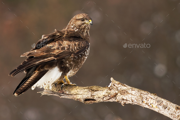 Common buzzard perched on the tree branch having a guard - Stock Photo - Images