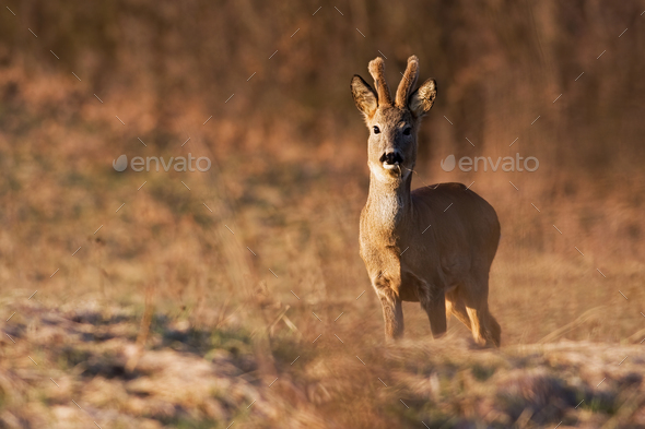 A young roe deer buck eating grass on the spring meadow - Stock Photo - Images