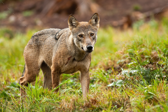 Solitary grey wolf wandering the mountains in summer and looking to camera - Stock Photo - Images