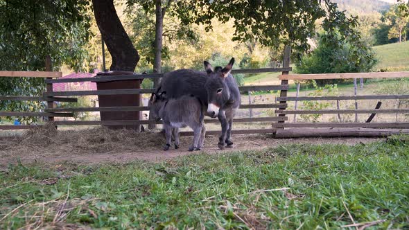 A cute little newborn miniature mediterranean donkey with a fringe standing next to its mother, tryi alt