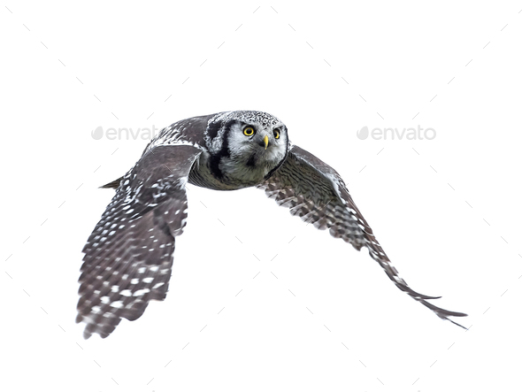 Northern Hawk Owl (Surnia ulula) - Stock Photo - Images
