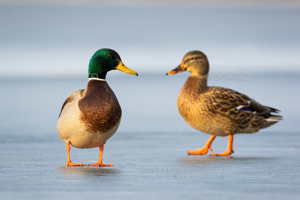 Pair of mallards standing on ice in winter close together in cold weather - Stock Photo - Images