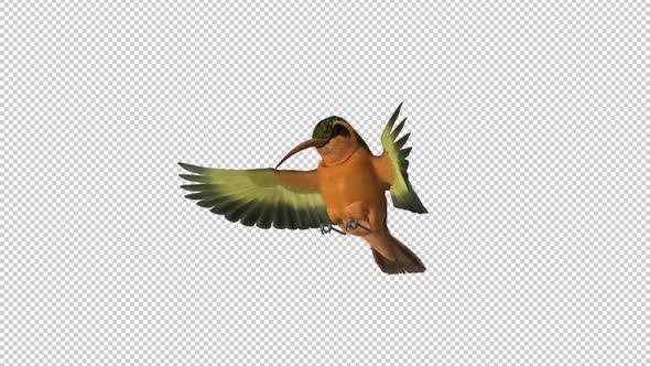 Hummingbird - Rufous Hermit - Feeding Loop - Side Angle - Alpha Channel