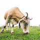 Fisheye shot of a grazing cow - PhotoDune Item for Sale