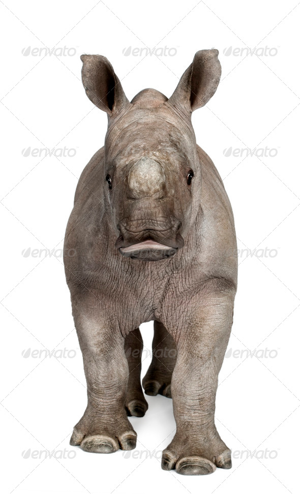 young White Rhinoceros or Square-lipped rhinoceros - Ceratotheri - Stock Photo - Images