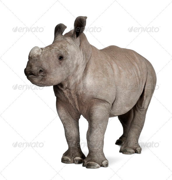 young White Rhinoceros or Square-lipped rhinoceros - Ceratotheri - Stock Photo - Images
